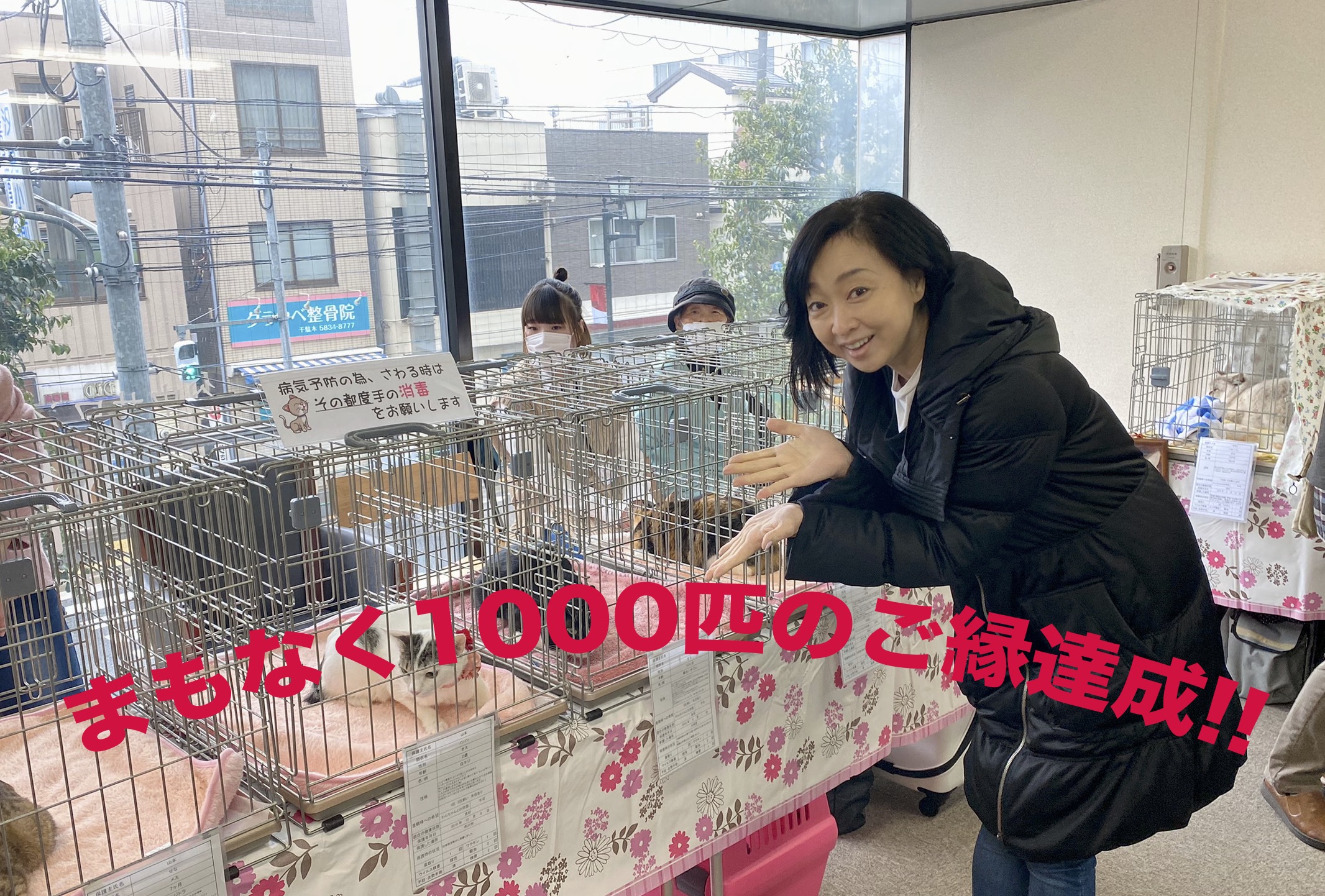 しあわせにゃんこINまいの間「1000匹のご縁まで、まもなく!