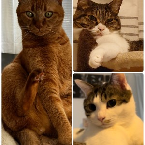 ビッタン・ティア・モモ